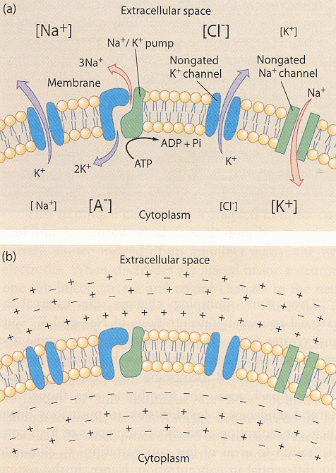 Neuron Neurofyziologie Michaela Popková http://en.wikipedia.