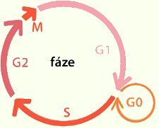 Buněčný cyklus - obecná vlastnost každé buňky, zakódováno v DNA - fáze G1(+G0)-> S -> G2 -> M - sled procesů od konce mitózy do mitózy následující - mitóza - karyokineze rozdělení jádra - cytokineze