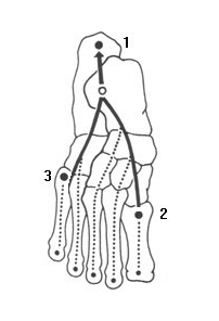 3. 3. 6 Základní opěrné body Podle Novotné (2001) při stání na rovné a tvrdé podloţce chodidlo má tři základní opěrné body (Obrázek 9). 1.