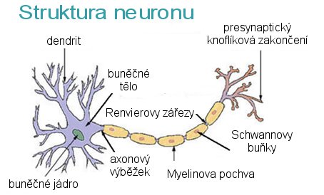Neuron Divná bu ka: Axon, dendrity a t lo neuronu Na axon jsou napojené dendrity cizích neuron synapse (excita ní, inhibi ní) Biologické