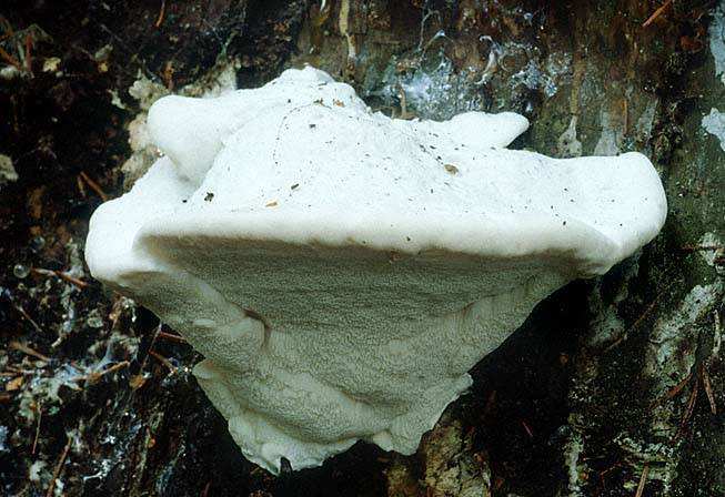 parazit modřínů v přirozených porostech (Alpy) tradiční léčivá houba Amylocystis lapponica (modralka laponská) jednoleté, dotykem