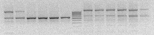 Přestože PCR probíhala na obou termocyklerech za stejných reakčních podmínek, při PCR na přístroji Techne Touchgene Gradient žádné nespecifické produkty nevznikaly.