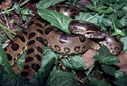 slepýš křehký (Anguis fragilis) - hlavní znaky dorůstá až 40 cm, zbarvení je variabilní, většinou šedohnědé; beznohá ještěrka krátkonožka evropská (Ablepharus kitaibelii) -