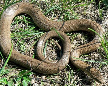 obou stranách hlavy jsou žluté "obojky" mamba černá (Dendroaspis polylepis) - hlavní znaky měří až 4 m; má štíhlé tělo, zbarvení je šedé až černé, černý je vnitřek tlamy, podle něj dostala jméno