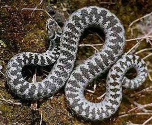 většinou v odstínech šedé, bílé, hnědé a černé zmije obecná (Vipera berus) - hlavní znaky měří až 80 cm; silná zmije s tlustým tělem a velkou