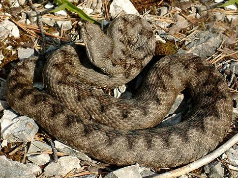 zmije růžkatá (Vipera ammodytes) - hlavní znaky měří až 80 cm; silná zmije s velkou trojhrannou hlavou a nápadným růžkem na čenichu; zornice svislá, šupiny má kýlnaté; zbarvena může být bělošedě,