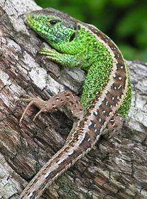 gekon obrovský (Gekko gecko) - hlavní znaky zbarvení těla je zelené až zelenomodré s hustě rozloženým červeným skvrněním; dorůstá délky až 35 cm ještěrka perlová (Lacerta lepida)