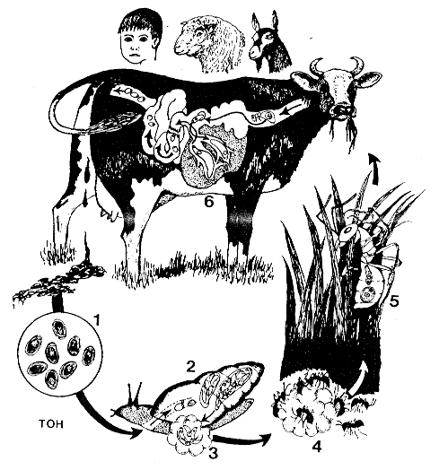 Dicrocoelium dendriticum 1.