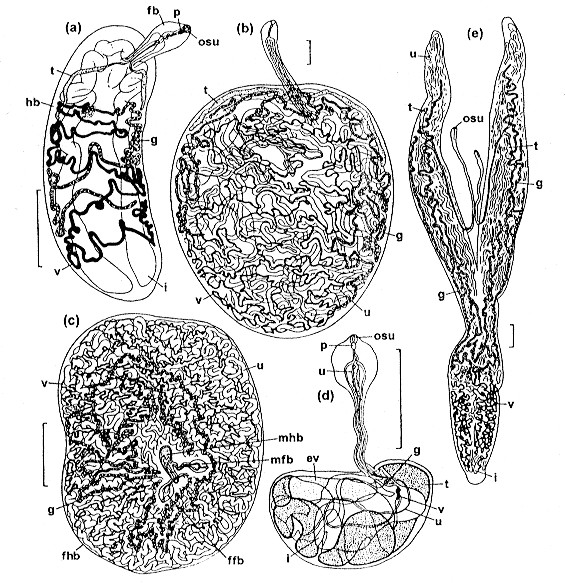 1. MH - plži 2. MH - pravděpodobně Cirripedia, Copepoda Didymocystis, Didymozoon (hermafrodité) Koellikeria (gonochorista) Neodiplotrema (syn.