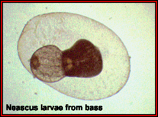Posthodiplostomum