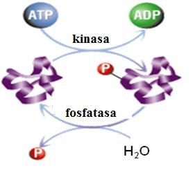 Příklady posttranslačních modifikací Fosforylace vratná modifikace (kinasy / fosfatasy) obvykle na OH skupinách zbytků serinu, threoninu, tyrosinu významný