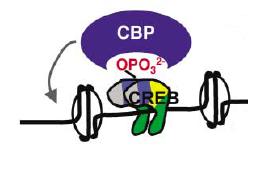 Regulace transkripce fosforylací CREB (camp - responsive element binding protein) transkripční faktor fosforylace na serin 133