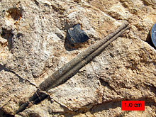 (amoniti a belemniti) Amonit rodu Asteroceras Belemnit Obrázek:
