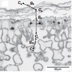 [CO2] TOK CO 2 DO CHLOROPLASTU Koncentrace CO 2 v atmosféře 380ppm.