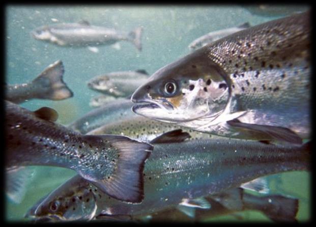 Losos obecný (Salmo salar) produkce - trendy a lokace Z 10 kg lososů, kteří