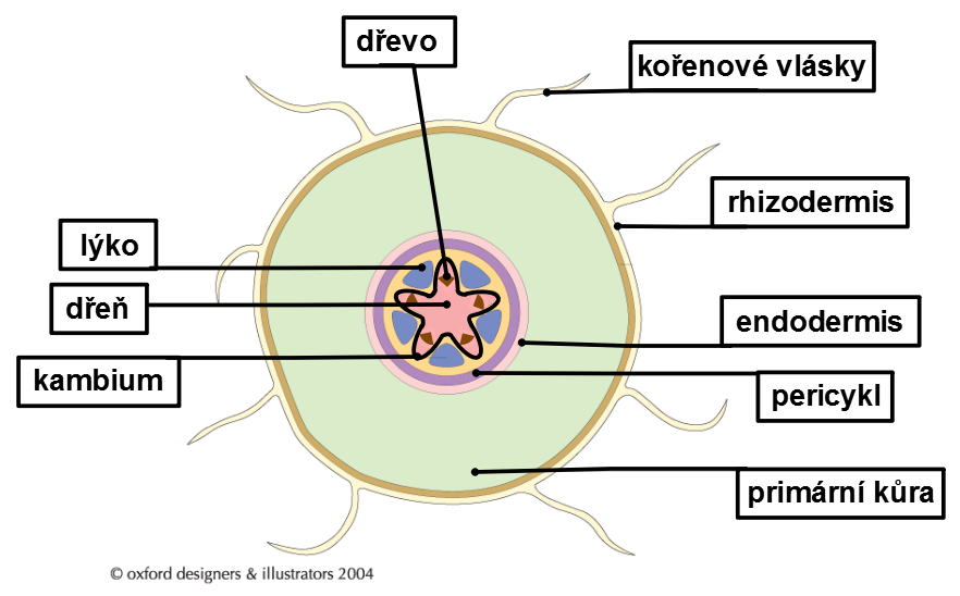 Obr. č. 2: Příčný průřez kořenem Kořeny rostlin mohou být různě modifikovány.