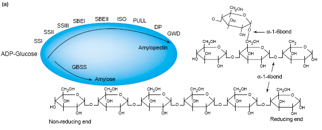 Produkce modifikovaných škrobů Amylosa 20-30% Amylosa: GBSS granule bound starch synthase x Waxy Lépe želatinizuje, konstantní viskozita, - plnidlo a stabilizátor