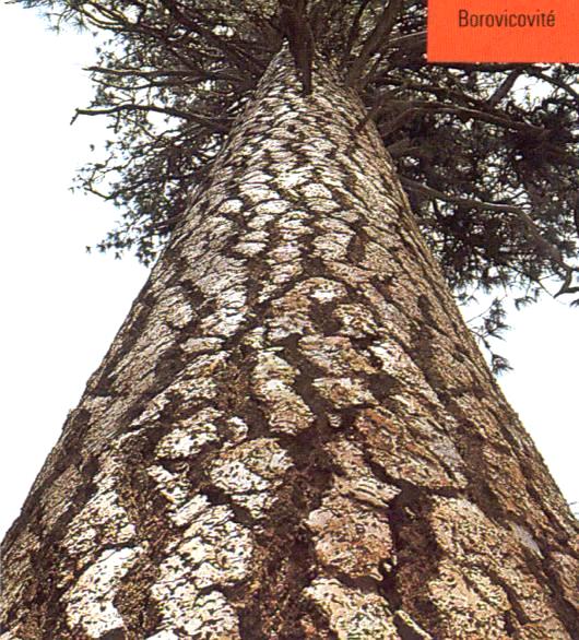 Borovice černá Pinus nigra Výška 20-40 m, šedá kůra, tmavozelené jehlice 7-10 cm dlouhé, větší kuželovité šišky. Nesnáší stín a vlhké půdy. Snáší imise, město, sucho, horko. Vápencové hory již.