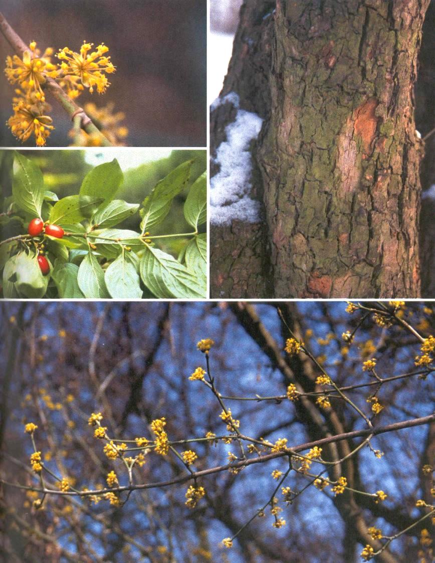 Dřín obecný Cornus mas Výška až 8 m, i stromek. Listy podobné svídě, ale žilky se sbíhají do špičky. Jedlé kyselé plody dříněnky na podzim. Žluté vstřícné pupeny.