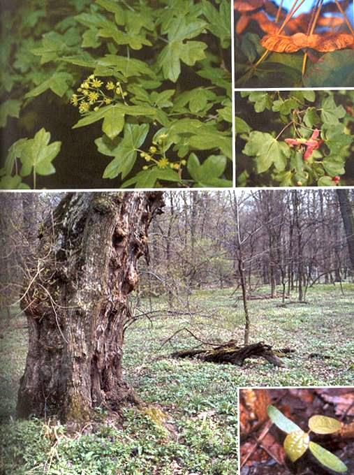 Javor babyka Acer campestre Strom do 20 m, i keř. Menší listy se zaoblenými úkrojky i zářezy, žluté až červené na podzim. Plody dvojnažky kolmé ke stopce. Snáší nejrůznější půdy, preferuje dusíkaté.