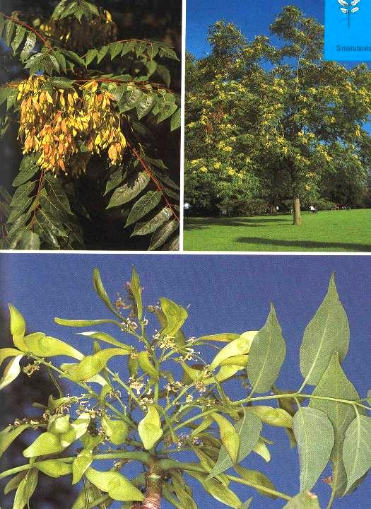 Pajasan žláznatý Ailanthus altissima Výška 20 25 m, podobný jasanu, až 0,7 m dlouhé lichozpeřené listy, silné výhony, bohatství semen. Extrémně rychle roste až 3 m / rok.
