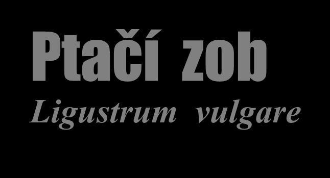 Ptačí zob Ligustrum vulgare Výška do 3 m, květy a plody v koncových latách, listy celokrajné, hladké.