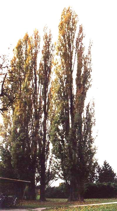 Topol černý vlašský Populus nigra var. Italica Kultivar od dob Římské říše, kde užíván ke křižovatkám silnic.