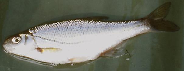 Alburnoides bipunctatus dvouřadé požerákové zuby lehce opadavé šupiny protáhlé,