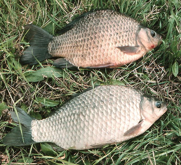 Carassius carassius x auratus