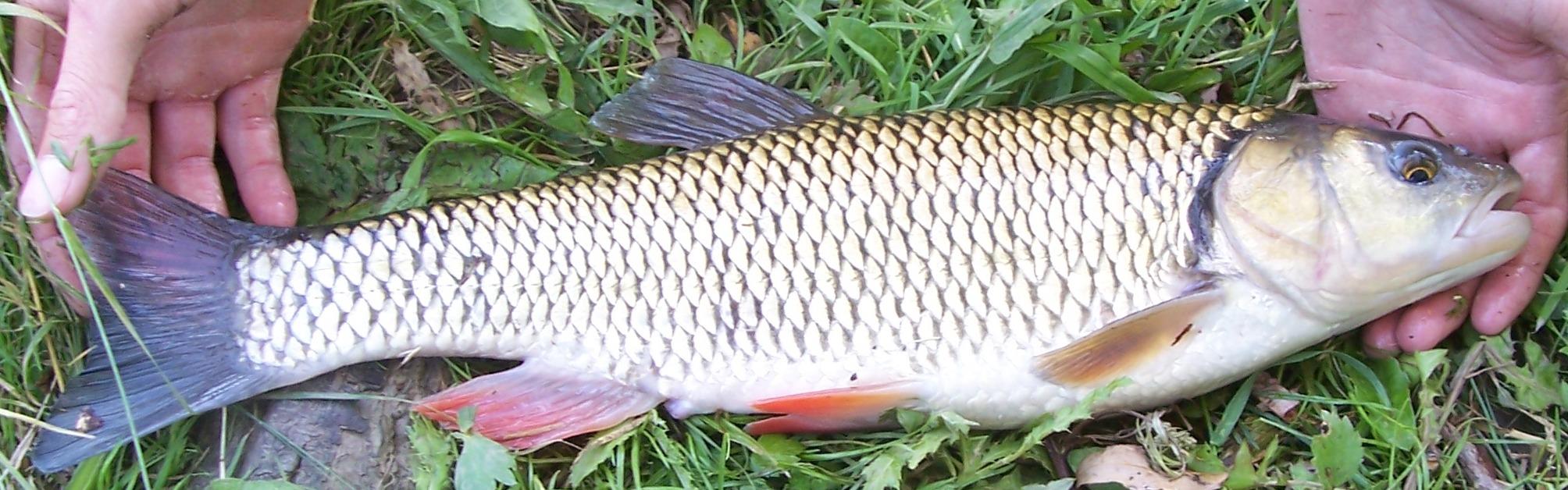 Základní znaky rodu Leuciscus Ondřej Klíma polospodní