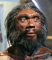 6. Homo erectus (člověk vzpřímený) Jedná se o pokročilý vývoj rodu homo- Homo erectus již chodil i běhal, měl vzpřímenou hubenou postavu a pokročilou ztrátu srsti.