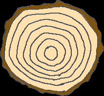 dřevo, dřeviny s vyzrálým dřevem po vyschnutí žádný barevný rozdíl mezi bělí a