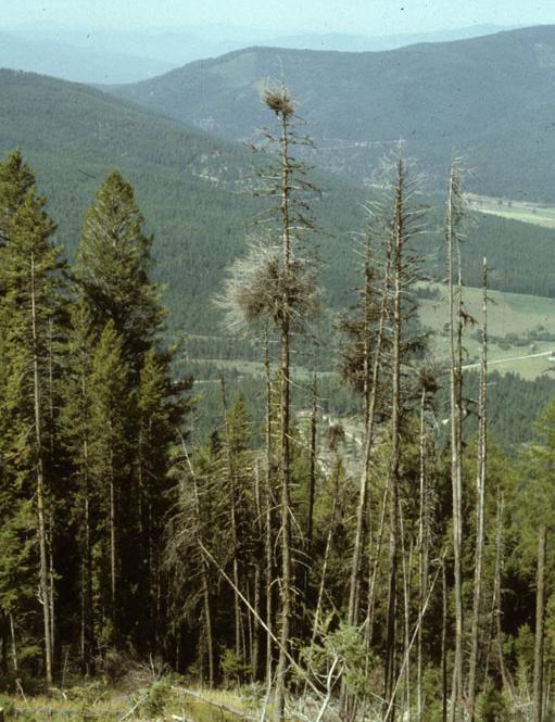 (b) Parazitické rostliny a herbivoři: skupiny organismů zásadně měnící strukturu a funkce ekosystémů.... (Pennings et al.