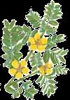 Základní byliny Gokshura (Tribulus terrestris) Protodioscin z byliny Tribulus terrestris přeměňuje protodioscin na DHEA (De-Hydro-Epi-androsteron), který je