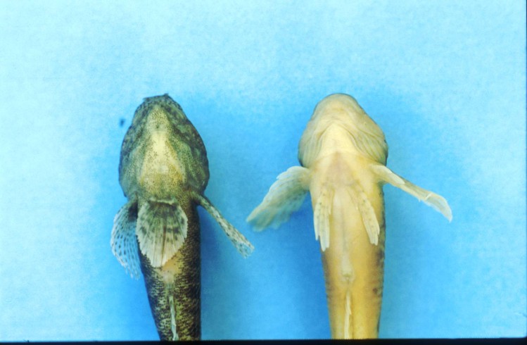 Č: hlaváčovití (Gobiidae) - většinou mořští, široké tělo, přísavný terč z břišních ploutví