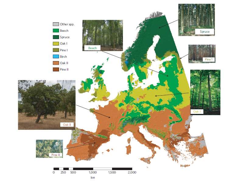 ADAPTAČNÍ OPATŘENÍ = NUTNOST Potenciální rozšíření hlavních dřevin v Evropě podle scénáře A1B, CLM/ECHAM5 mírné oteplení pro období 2070 2100