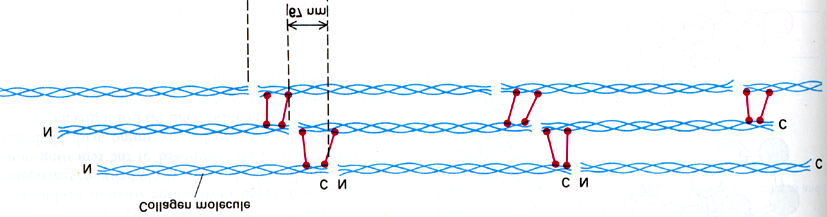 Kovalentní vazby mezi N-koncem jedné molekuly a C-koncem druhé molekuly stabilizují strukturu vláken kolagenu