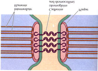 Desmosom