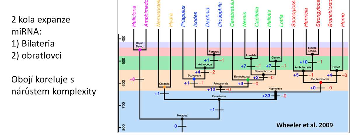 Evoluce mirna u živočichů Z osekvenovaných genomů máme informace o mirna různých skupin, z nichž vyplývá že: 1) mirnajako regulátory genů se objevily už na začátku evoluce živočichů. Např.