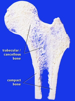 spongiosní kost základní stavební jednotka lamela kostní kompaktní