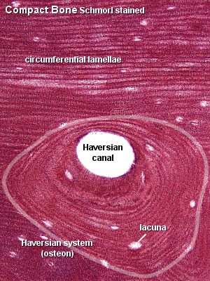 plášťové kostní lamela je vrstvička mineralisované ECM: kolagenních