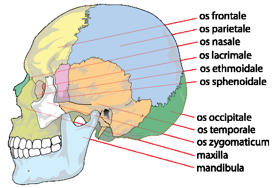 Mozková část lebky: (neurocranium) týlní kost (os occipitale) klínovou kost (os