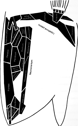 vyztužující žaberní membránu (radii membranae branchiostegae).