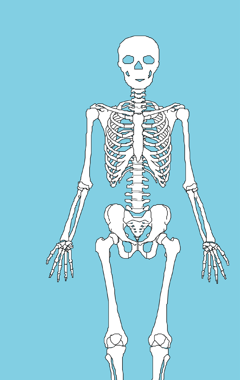 angličtina The Human Skeleton V rámci následujícího úkolu se studenti seznámí s některými pojmy kosterní soustavy člověka.