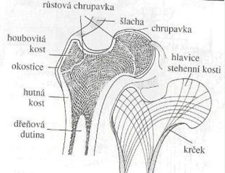 Tvorba a růst kostí Kostra se začíná formovat u embrya, v šesti týdnech je tvořena vazivem a chrupavkami.