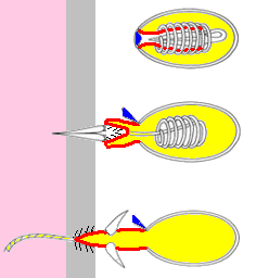 Nematocysty = žahavé buňky Hydra nematocyst firing 01. In: PHILCHA. Wikipedia: the free encyclopedia [online]. San Francisco (CA): Wikimedia Foundation, 2008 [cit. 2013-11-02]. Dostupné z: http://en.