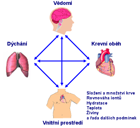 Základní podpora života (BLS) (převzato z