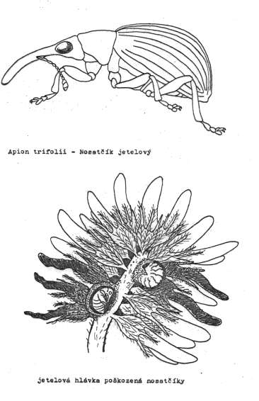 Nosatčíci rodu Apion nosatčík obecný a nosatčík jetelový brouci obou druhů jsou černí, lesklí a nohy jsou částečně žluté bionomie je obdobná:přezimují brouci, na jaře migrují do porostů jetele, kde
