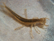 name name Mlž Planorbs corneus Plž Sphaerum corneum Uno pctorum Ancylus fluvatls Margartana margartfera Radx ovata Dressena polymorpha Vvparus vvparus name name Pavouc Korýš Agyroneta aquatca Asellus