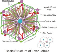 hepatocyt